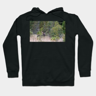 Hidden Moose, Algonquin Park, Canada Hoodie